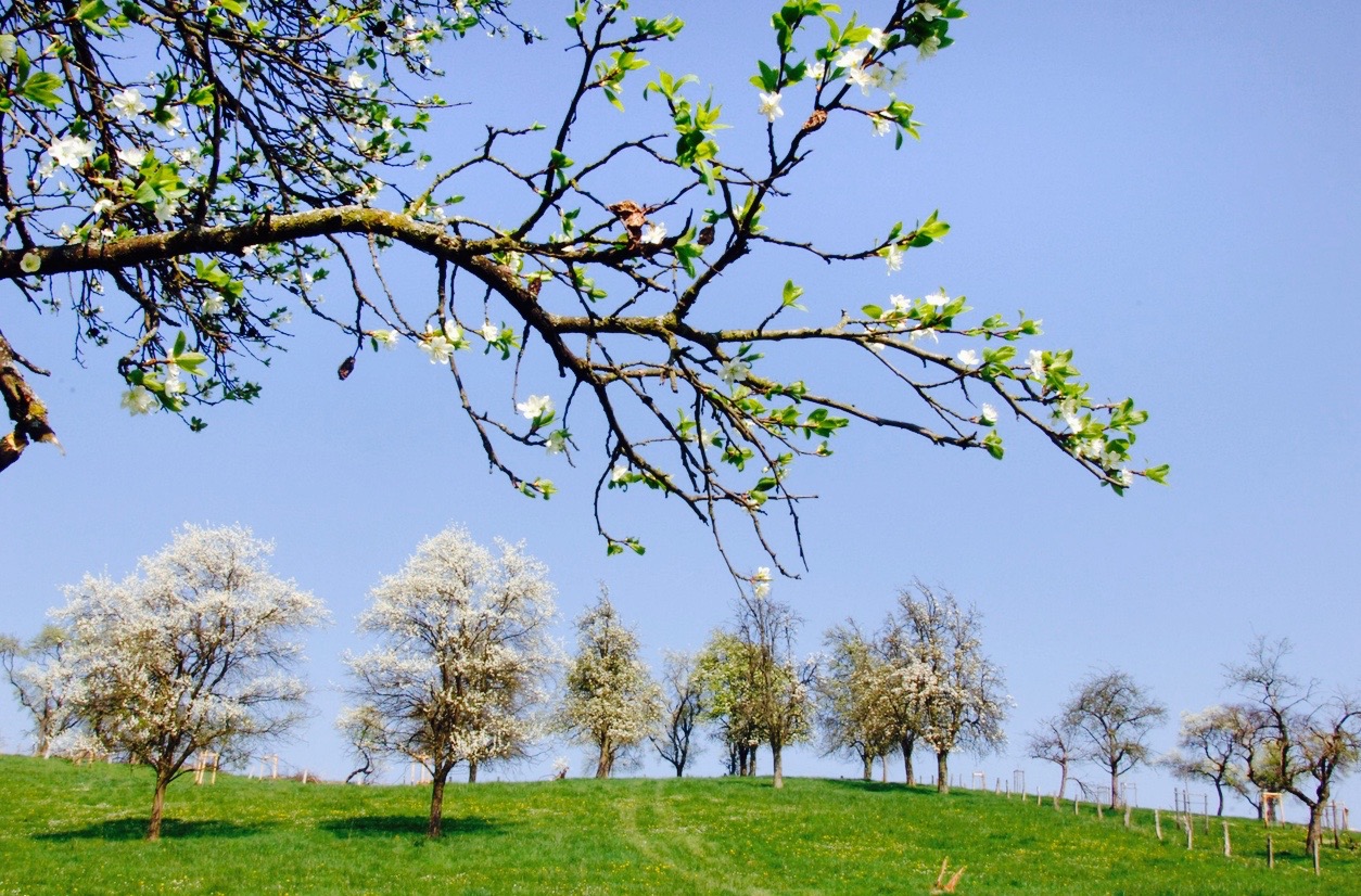 OBSTWANDERWEG