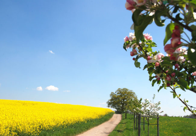 OBSTWANDERWEG