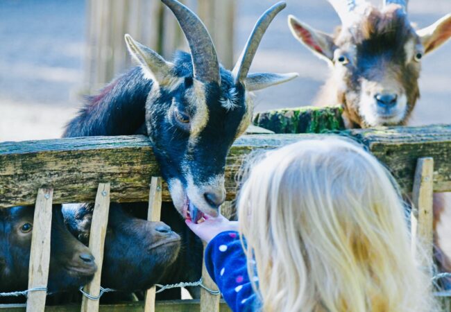 WILDPARK REUSCHENBERG