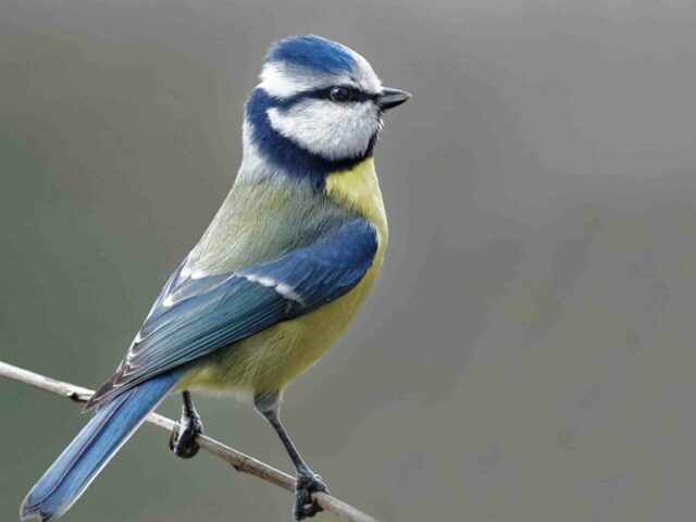Vogelstimmenspaziergang. Geführte Naturerkundung im Bürgerbusch.