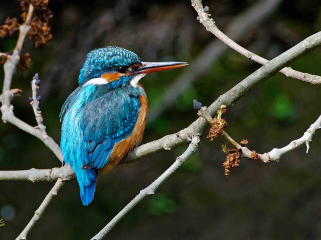 Vogelstimmenwanderung für Kinder