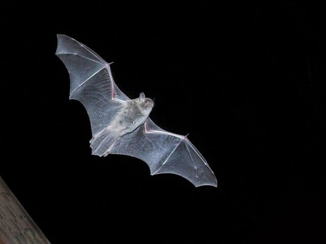 Fledermausexkursion