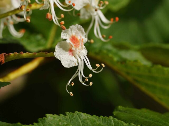 Essbares von Bäumen