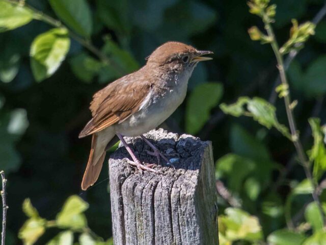 Vogelstimmenwanderung