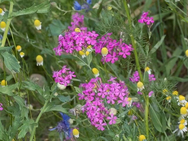 Wilde Kräuter für die Küche
