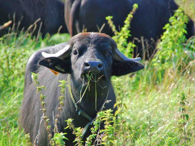 Naturerlebnis Hornpottweg