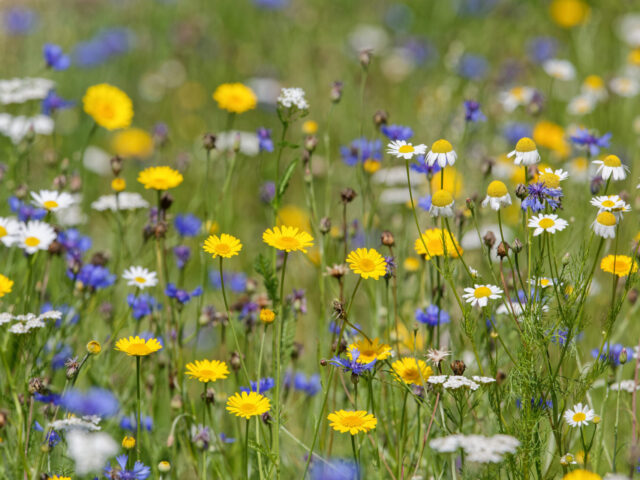 Delikatessen am Wegesrand – zum Jäten viel zu schade